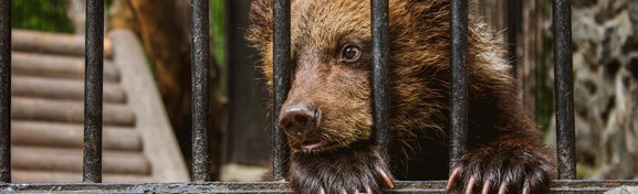 Imagem de Como fotos virais de animais fofos estimulam maus-tratos no megacurioso