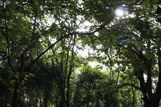 Protetor das florestas já foi mencionado em escritos do padre José de Anchieta. (Fonte: Shutterstock/Reprodução)