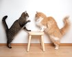 thumb-image-2024-02-29T14:06:11.591Z