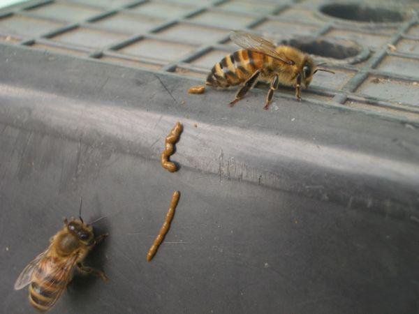 O pólen não digerido forma a maior parte do cocô das abelhas