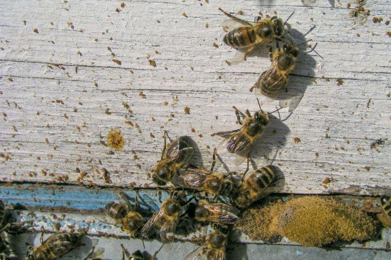 A diarreia das abelhas pode ser um pouco fedida