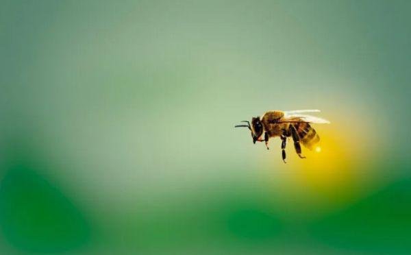 As abelhas podem fazer cocô enquanto estão voando