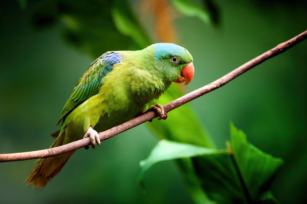 Longevidade dos papagaios pode ter grande relação com o tamanho de seus cérebros. (Fonte: Shutterstock/Reprodução)