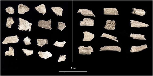 Fragmentos de ossos e crânios achados no local. (Fonte: PLOS ONE/Reprodução)