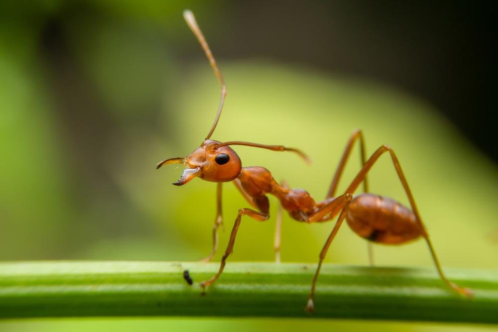 Impacto da mordida de uma formiga-drácula pode levar alguns momentos de dor. (Fonte: Bradesco)