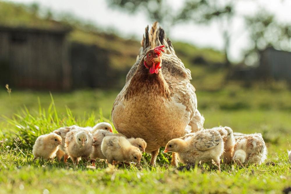 Domesticação das galinhas teria começado a 3500 anos no Sudeste Asiático, e houve até um tempo em que eram consideradas sagradas. (Fonte: Shutterstock/Reprodução)