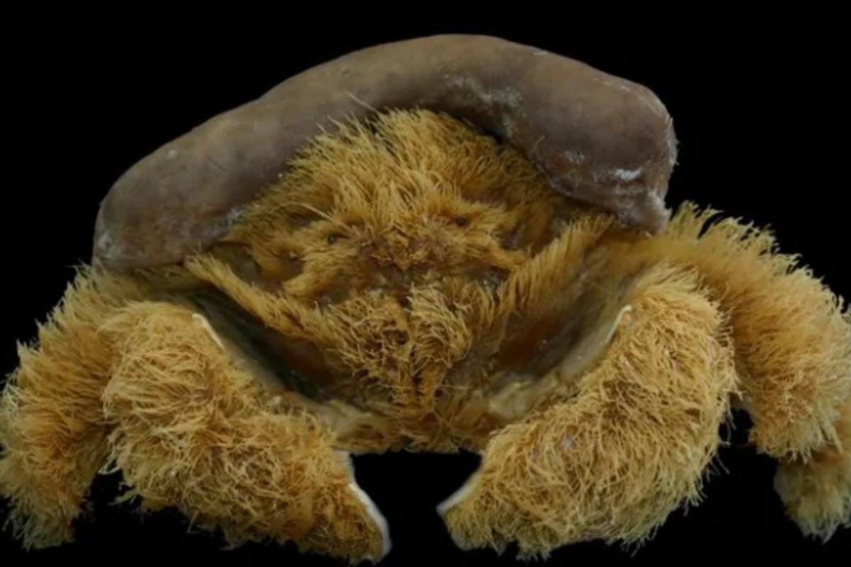 Uma nova espécie de caranguejo que usa chapéu feito de esponja foi descoberta na Austrália. (Fonte: Western Australia Museum / Reprodução)