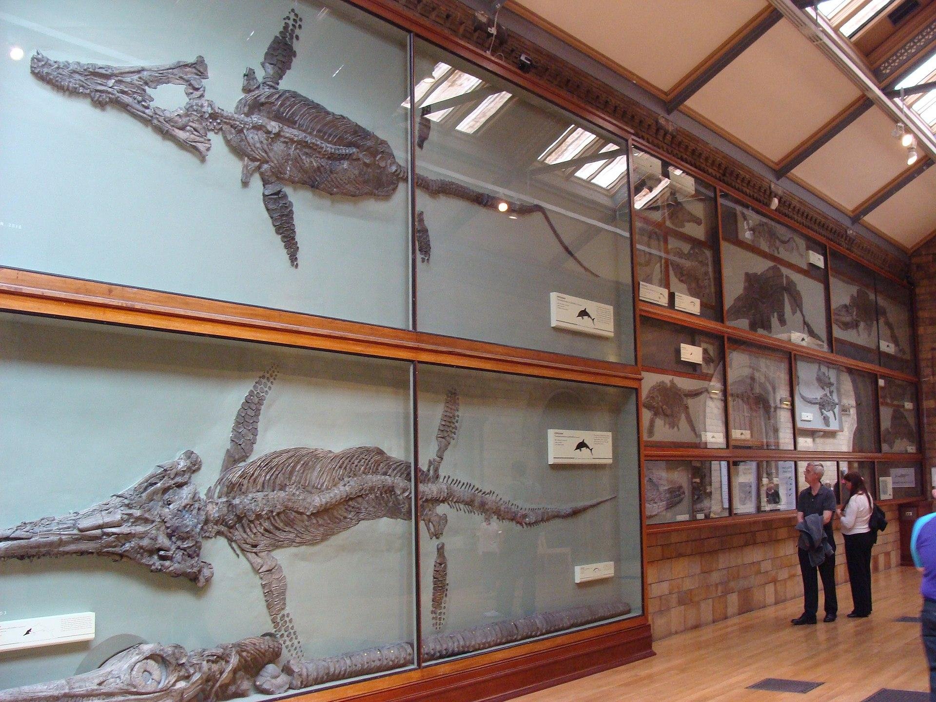 Esqueleto de um ictiossauro no Museu de História Natural de Londres.