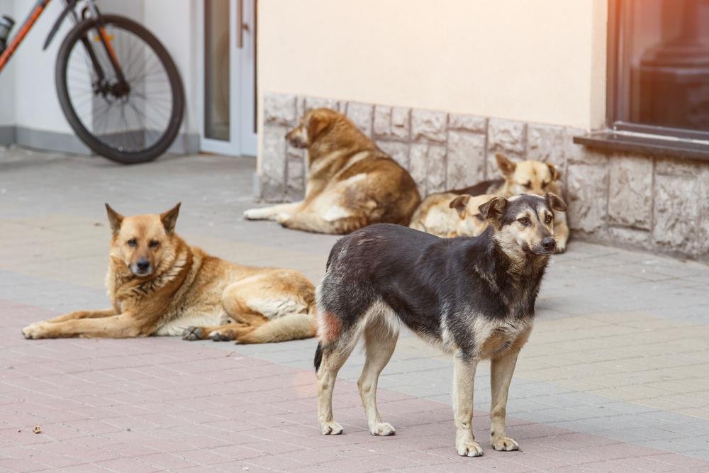 Há cerca de 20 milhões de cães de rua no Brasil. (Fonte: Shutterstock)