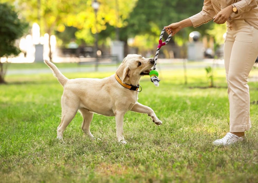 Cães treinados têm mais facilidade para entender os comandos. (Fonte: Shutterstock)