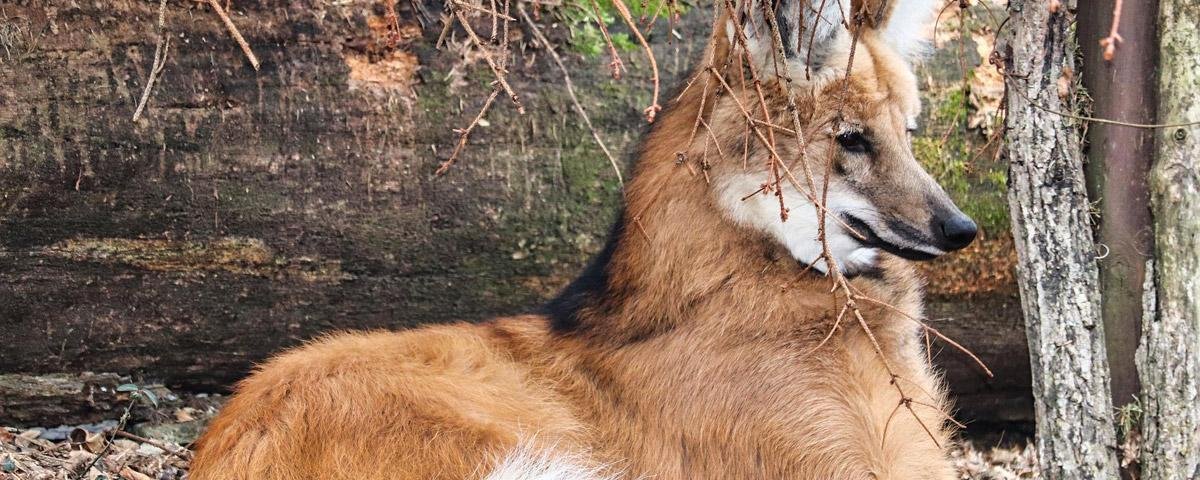 Ameaçado de extinção, lobo-guará é resgatado dentro de barracão em