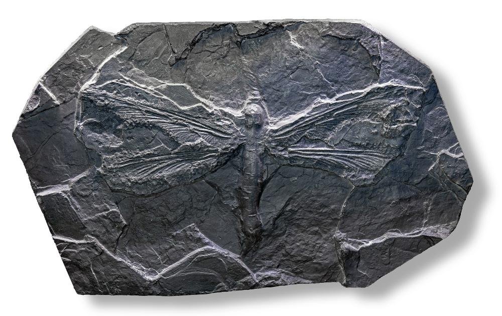 Cópia do fóssil de uma libélula com envergadura de 68 cm. (Fonte: Wikimedia Commons)