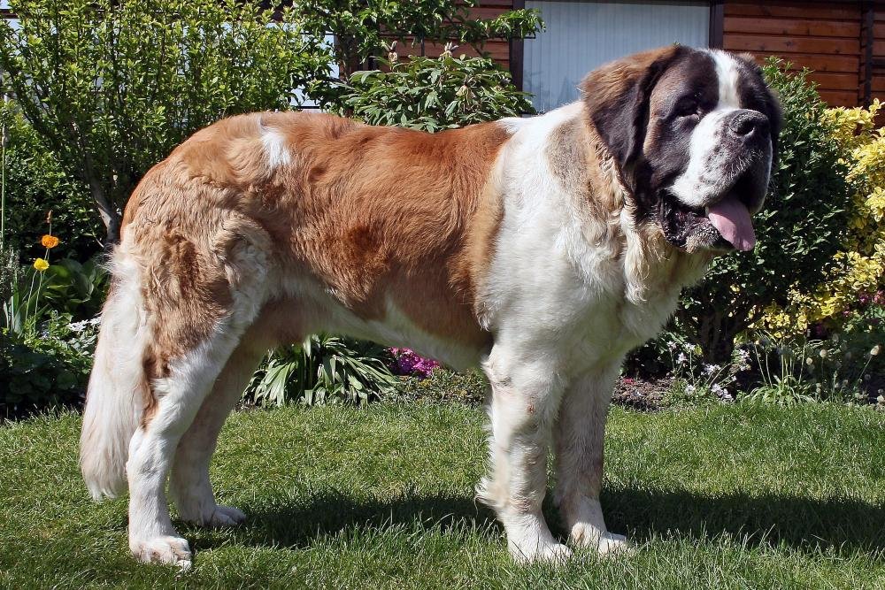 Pet Com - O Dogue Alemão é uma das maiores raças de cães, chegando