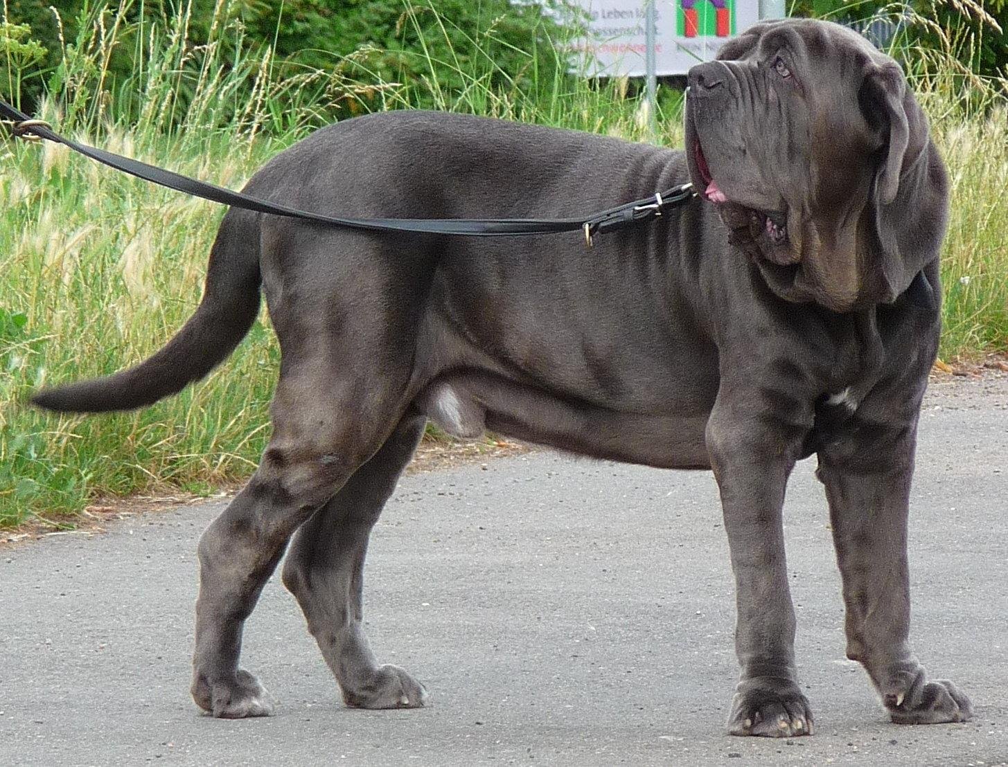 Cães gigantes! Essas são as maiores raças caninas do mundo – Metro World  News Brasil