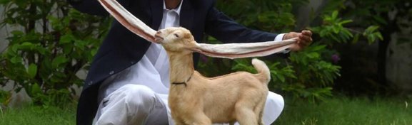 Imagem de Simba: conheça o cabrito paquistanês com orelhas gigantes no megacurioso