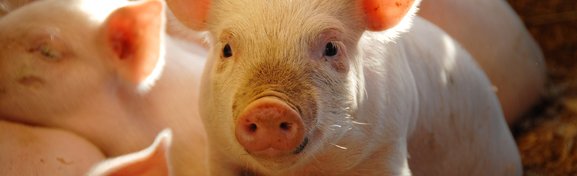 Imagem de Células de porcos são revividas após animais sofrerem parada cardíaca no megacurioso