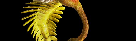 Imagem de Opabinia: um dos mais esquisitos animais extintos do mundo no megacurioso