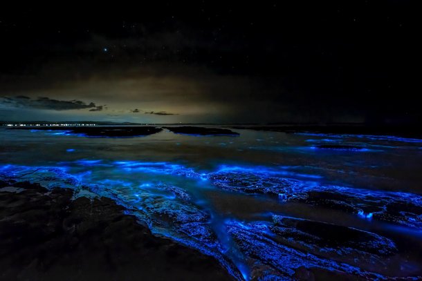 A bioluminescência presente no ambiente marinho é conhecida há séculos, mas ainda hoje surpreende observadores. (Fonte: Unsplash)