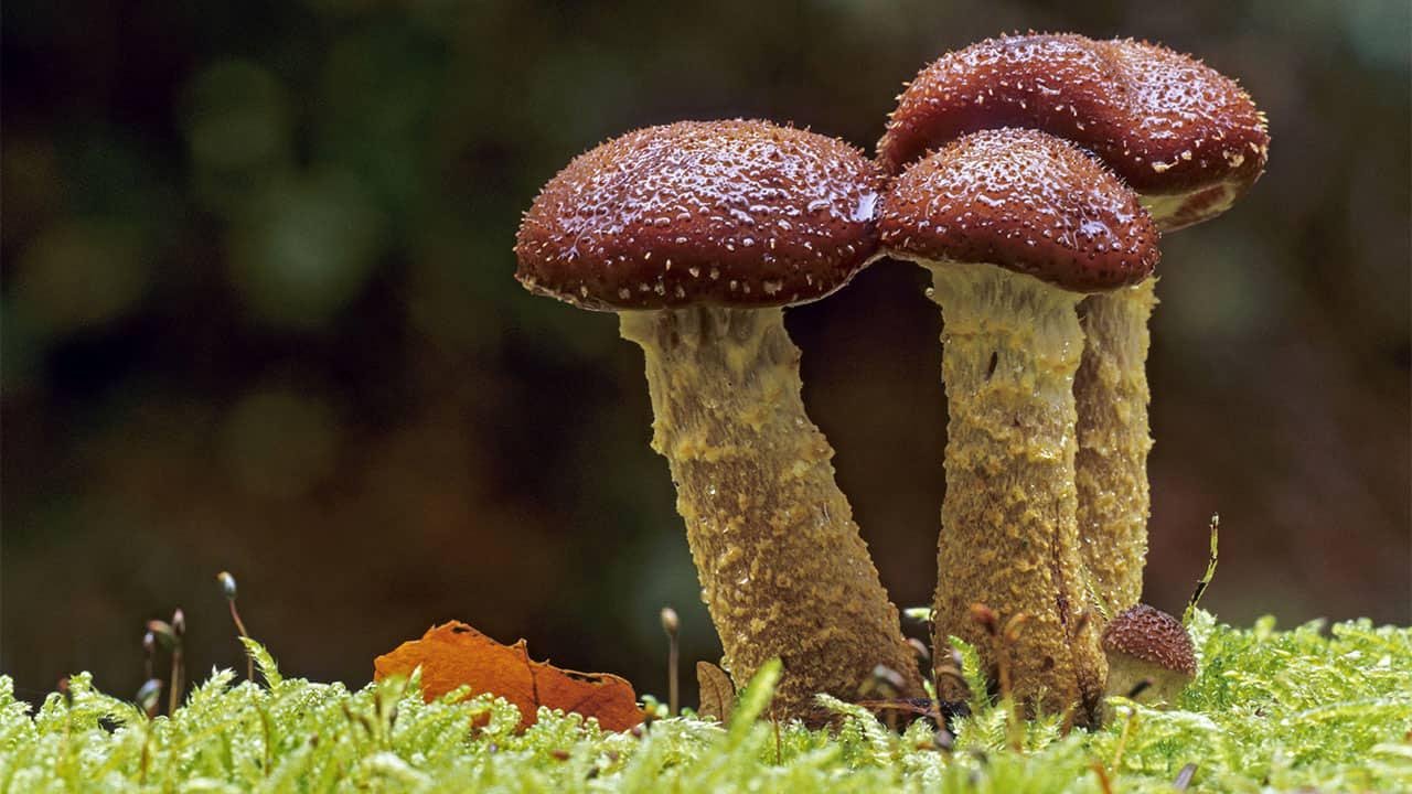 O Cogumelo do Mel se espalha pelo subsolo e se alimenta das àrvores ao redor (Fonte: Science / Reprodução)