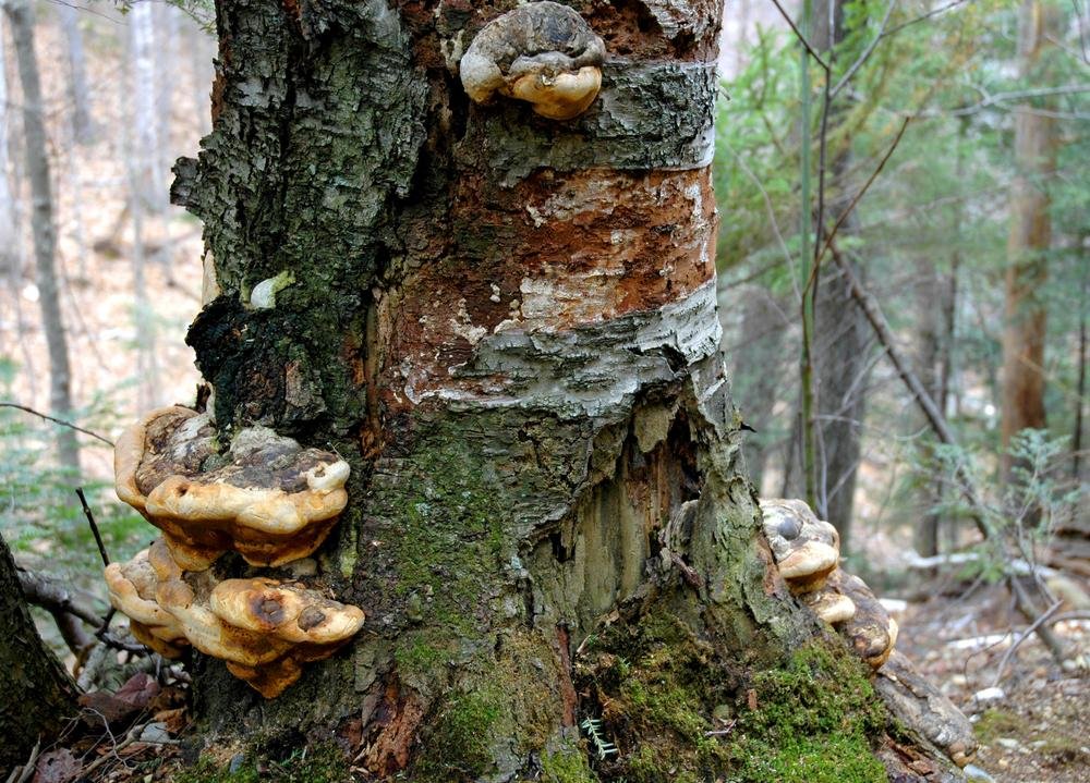 Climas extremos podem afetar a dinâmica entre o fungo e as árvores (Fonte: Shutterstock / Reprodução)