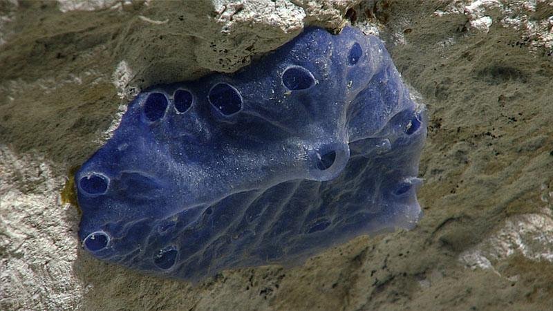 Esponja azul encontrada pelos pesquisadores. (Fonte: NOAA Ocean Exploration)