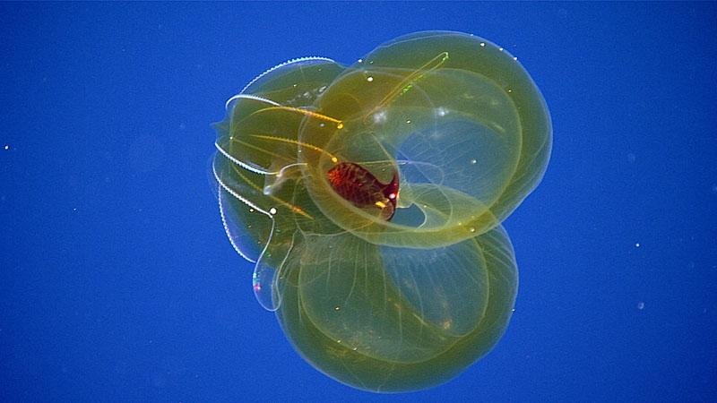 Uma carambola-do-mar encontrada pela expedição. (Fonte: NOAA Ocean Exploration)