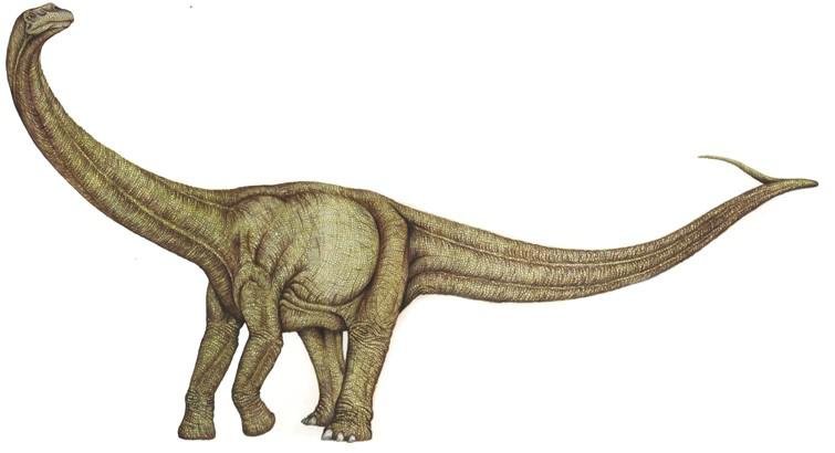 O Aeolosaurus era o habitante das terras que hoje nós chamamos de América do Sul. (Fonte: Dinosaur Pictures)