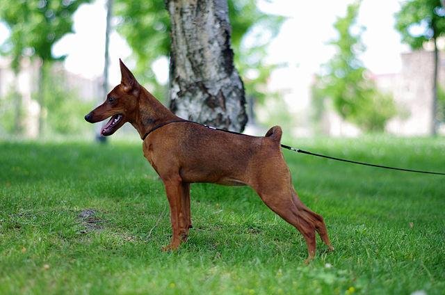 Qual a expectativa de vida de 19 raças de cães - BBC News Brasil