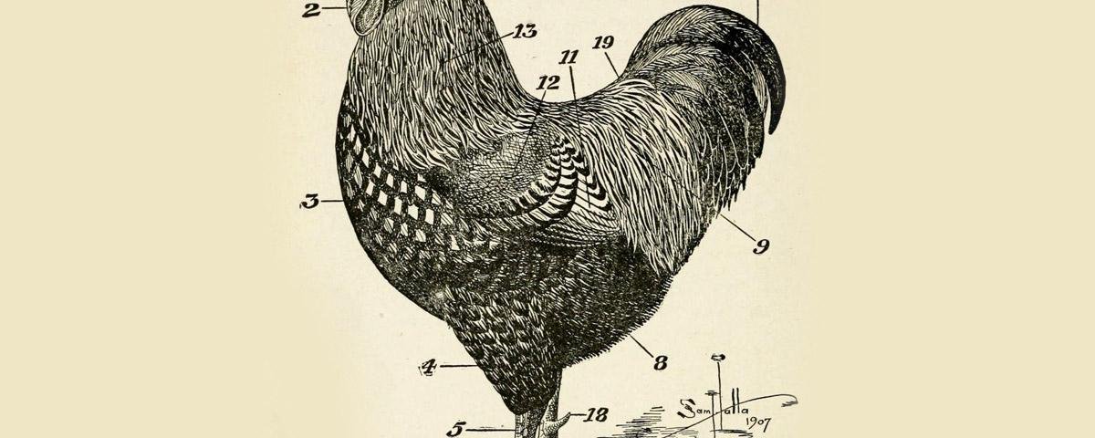 Uma teoria da evolução das galinhas