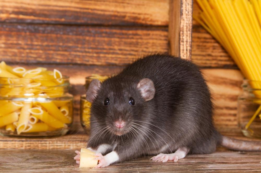 Ratos precisam desgastar os dentes. (Fonte: Shutterstock)