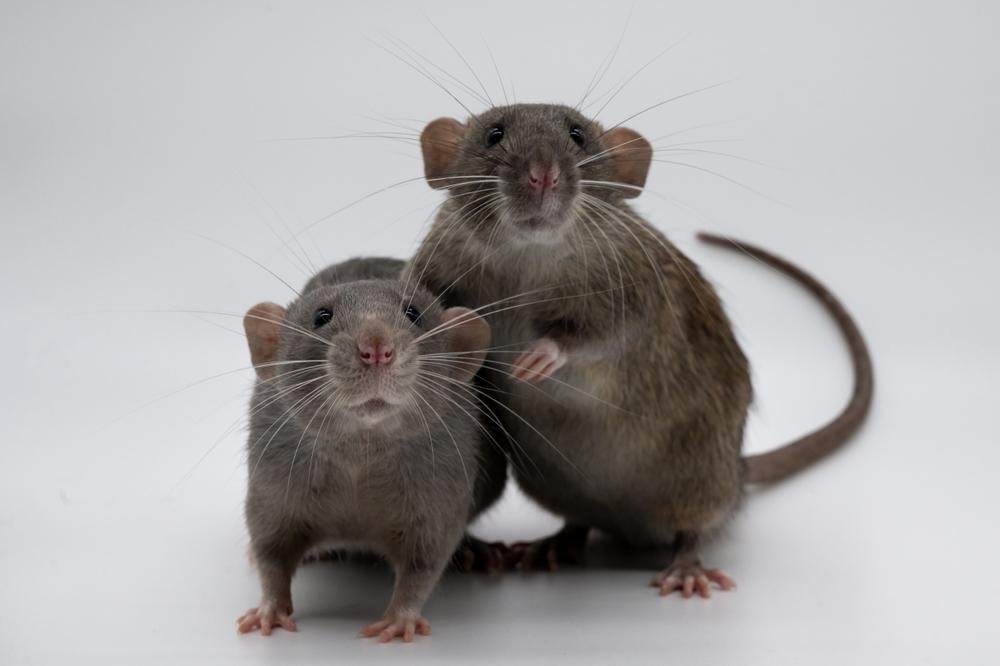 Ratos sempre se ajudam. (Fonte: Shutterstock)