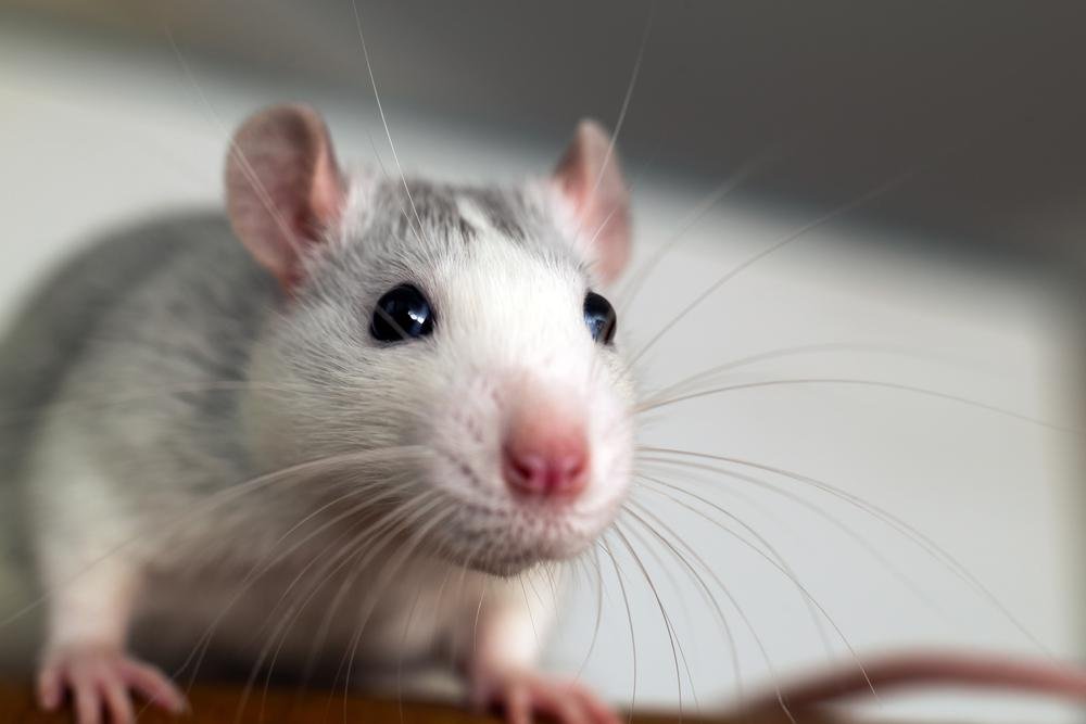 Ratos são quase à prova de tudo. (Fonte: Shutterstock)