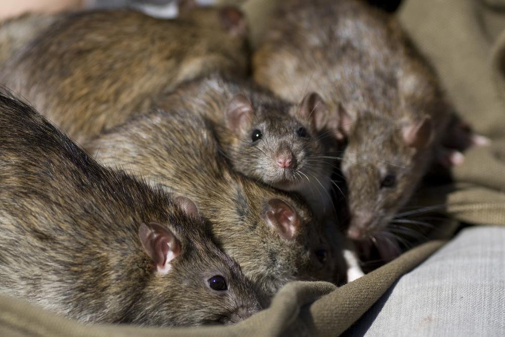 Ratos vivem em bando. (Fonte: Shutterstock)