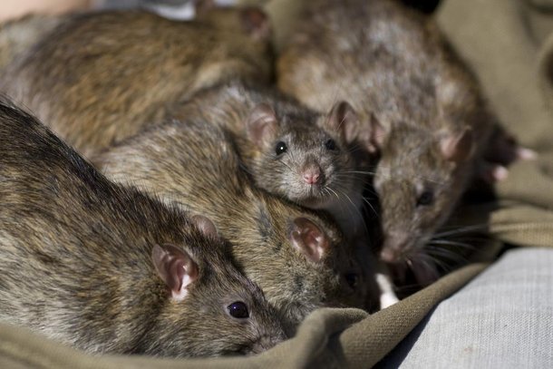 Ratos vivem em bando. (Fonte: Shutterstock)