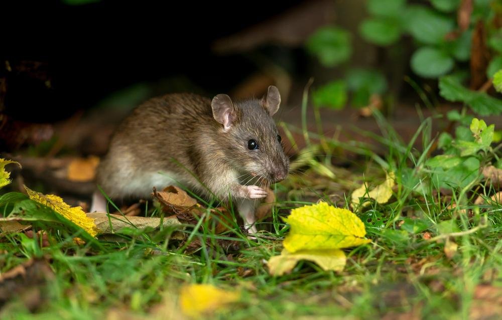 Ratos devem sobreviver à próxima extinção. (Fonte: Shutterstock)