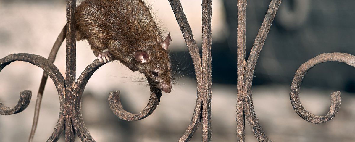 Rato no banheiro sobe na perna da pessoa