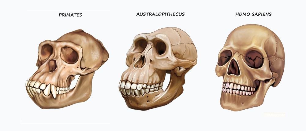 Denosovanos eram fisicamente mais próximos dos neandertais. (Fonte: Shutterstock)