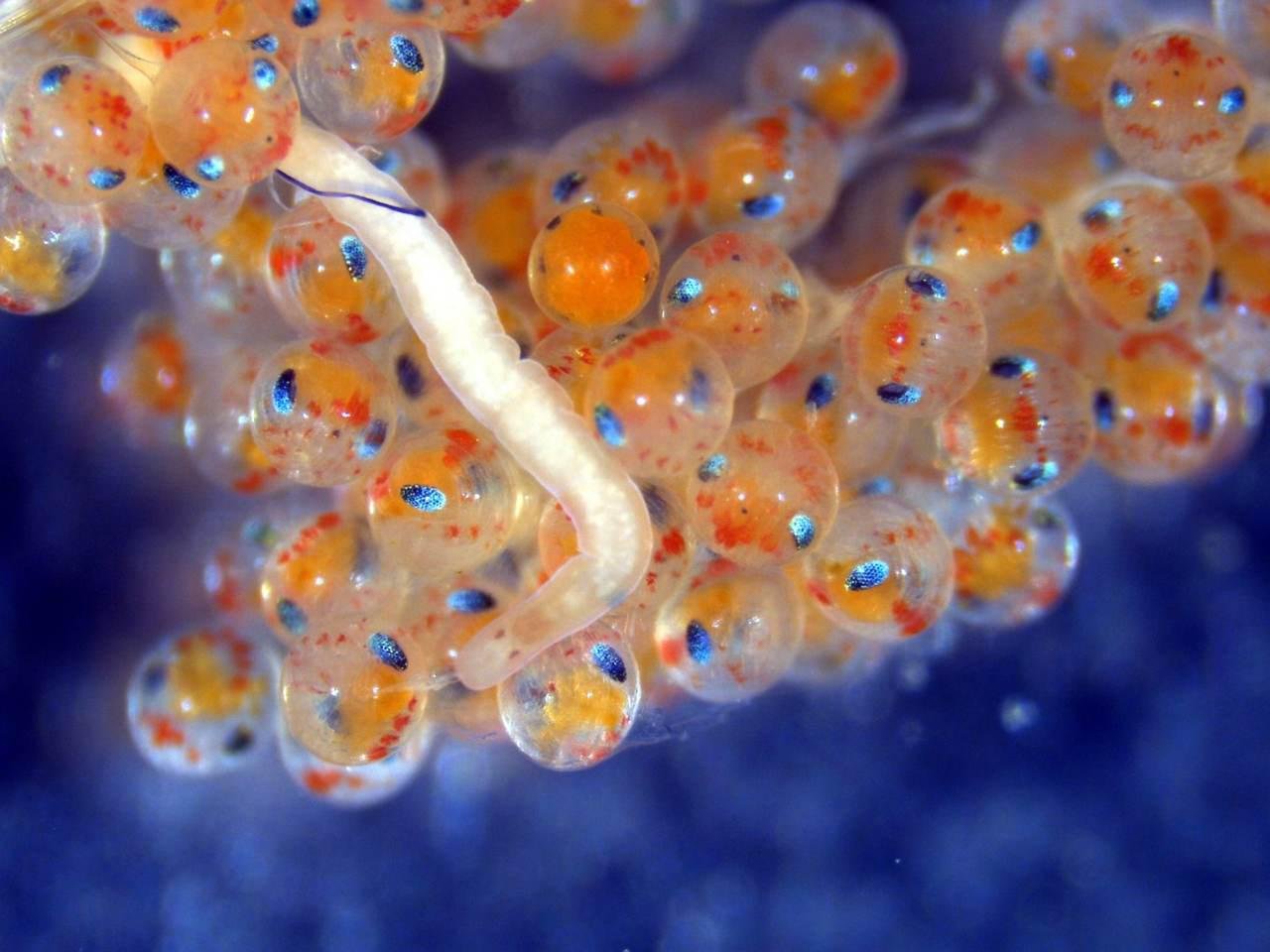 Alguns vermes são parasitas e podem se alimentar dos ovos do hospedeiro. (Fonte: Clemson University / Reprodução)