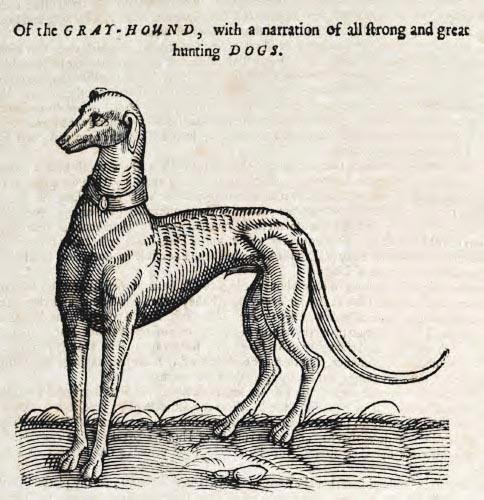 Ilustração de um cão da raça Galgo Inglês, datada de 1658. (Foto: Edward Topsell/Reprodução)