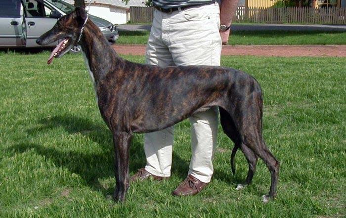 Guinefort era um cãozinho da raça Galgo Inglês, também conhecida como Greyhound, como este da imagem. (Foto: Wikimedia Commons/Reprodução)