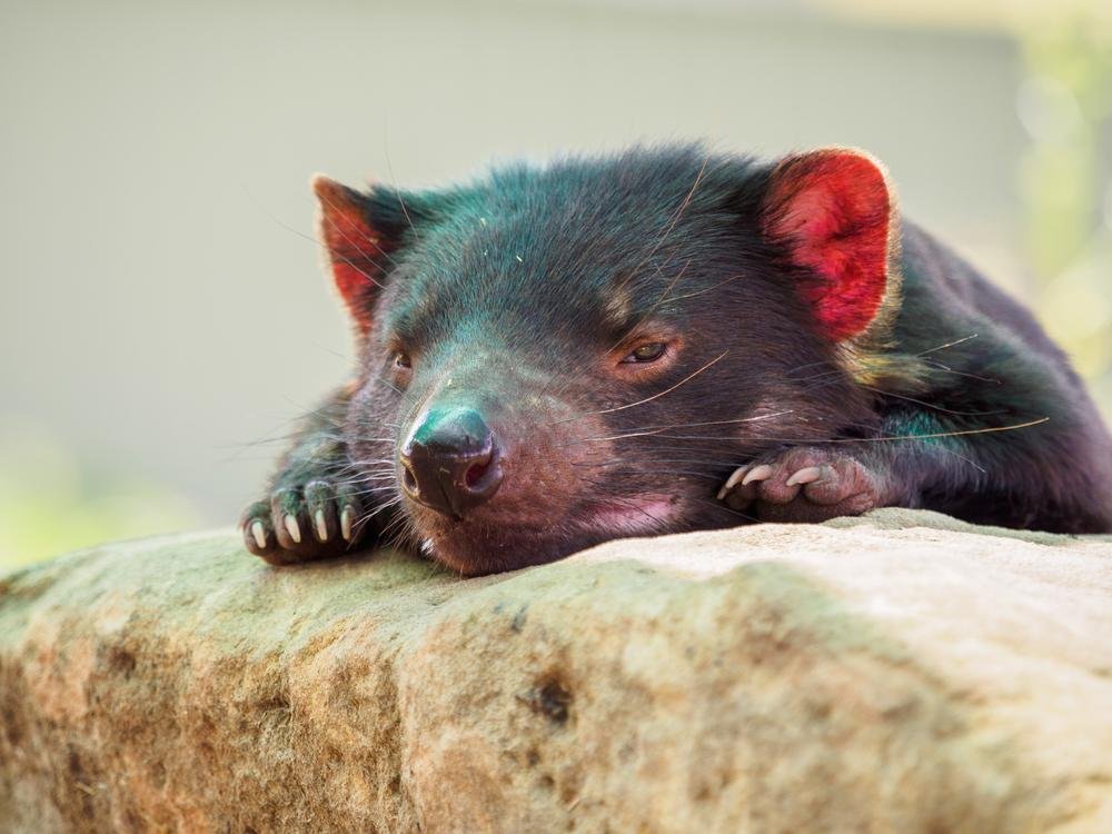 Tirar um cochilo dentro da presa é comum para esses animais. (Fonte: Shutterstock)