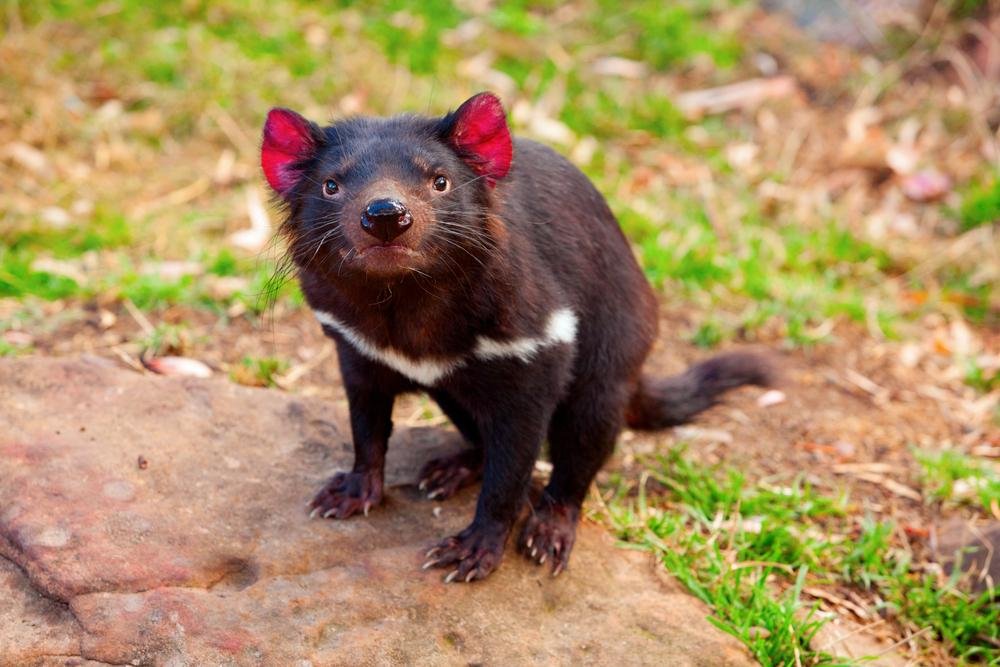 Infelizmente, os demônios da Tasmânia são mais uma espécie com risco de extinção. (Fonte: Shutterstock)