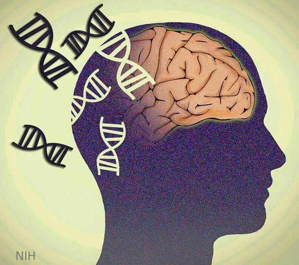 (Fonte: Writing the Brain/Reprodução)
