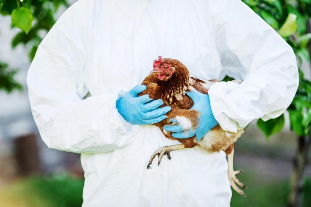 O frango é responsável por bactérias perigosas, como a salmonella. (Fonte: Shutterstock)