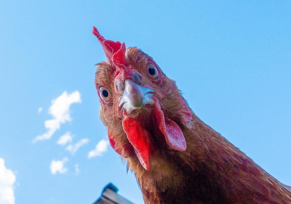 Até os olhos do frango são aproveitados. (Fonte: Shutterstock)