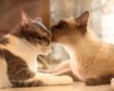 thumb-image-2024-02-29T14:06:23.683Z