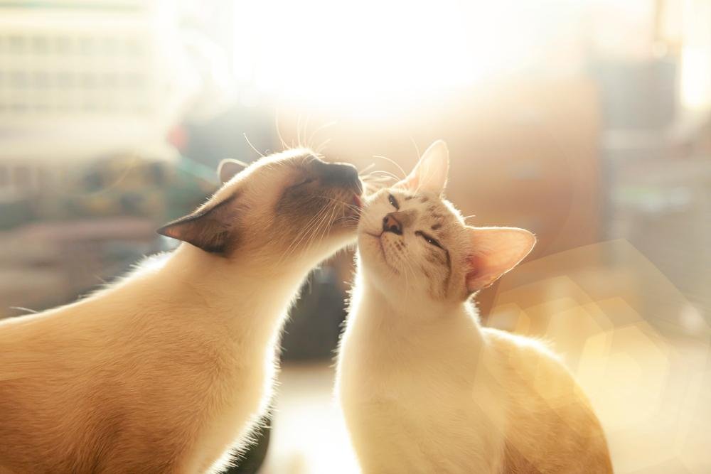 Lamber uns aos outros pode ser uma forma de demonstrar carinho. (Fonte: Shutterstock)