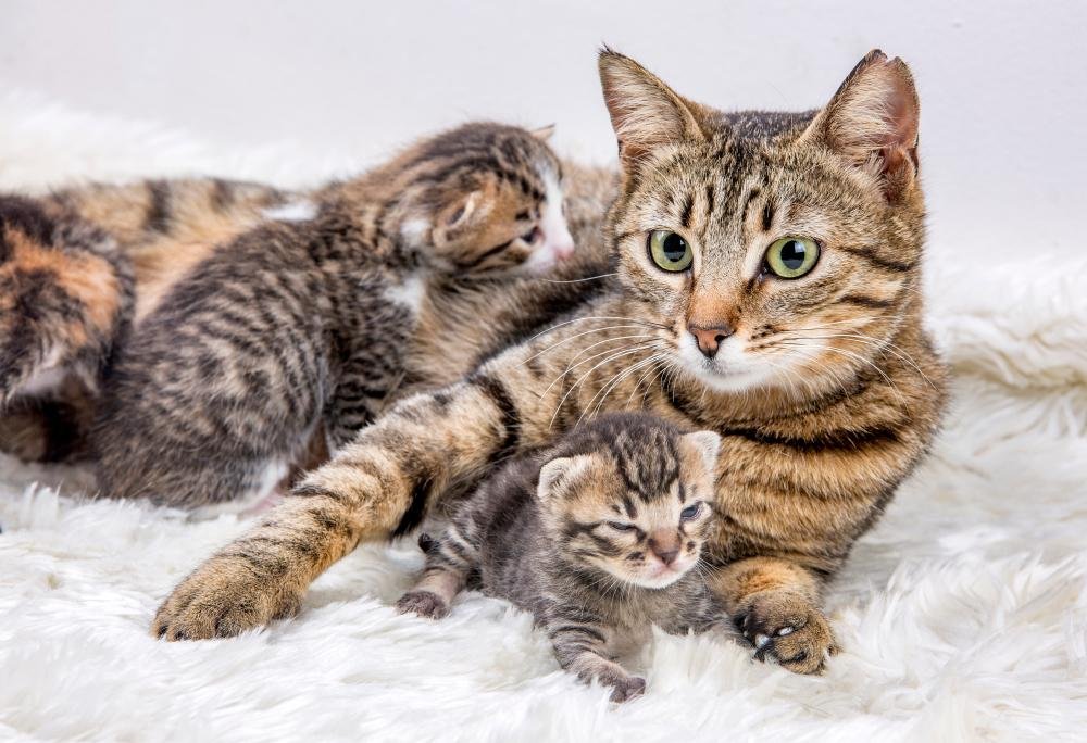 Mamãe gato usa as lambidas para indicar afeto e criar laços com seus bebês. (Fonte: Shutterstock)