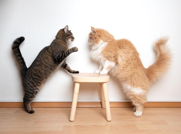 Lamber também pode servir pra mostrar quem é que manda na casa. (Fonte: Shutterstock)