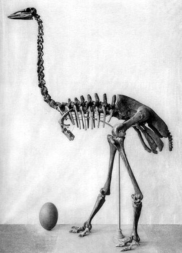 Esqueleto e ovo de um pássaro-elefante.